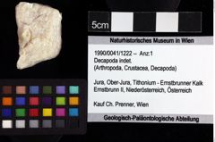 Foto (Objket + Etiketten) von Decapoda indet. 